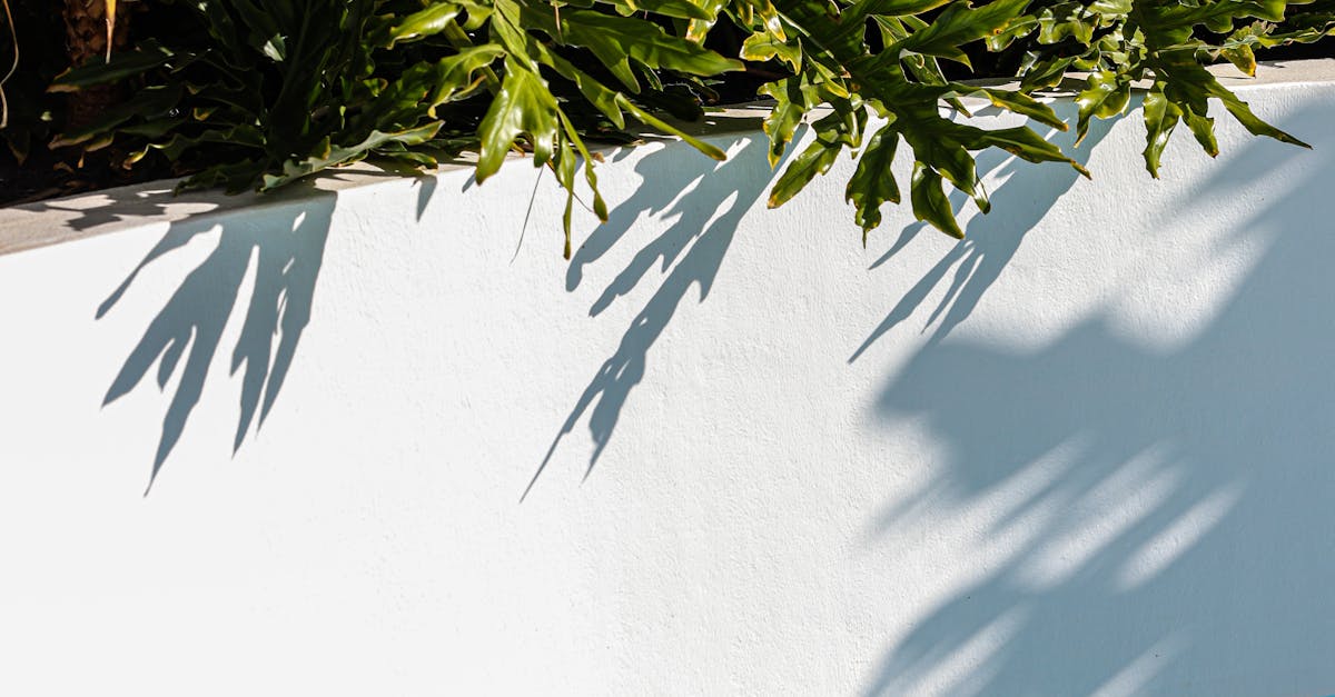 Lawn Care Solutions Gilbert